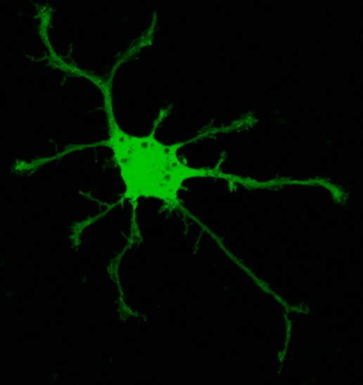 Day in vitro 2 rat hippocampal neuron with redox sensitive green fluorescent protein