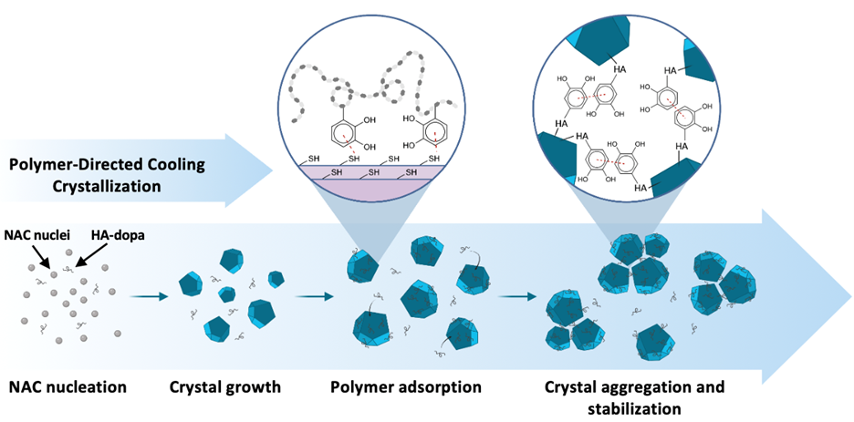 Figure 1: Schematic of polymer directed crystallization process and mechanism for colloidal stability.