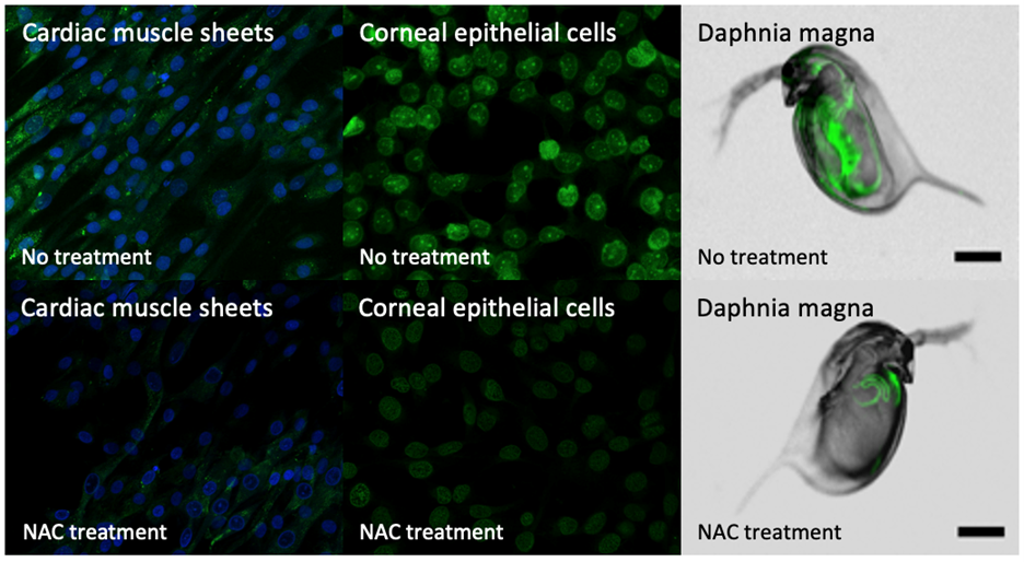 Figure 3: Antioxidant protective effects of N-acetylcysteine crystals against oxidative damage in cardiac muscle, corneal epithelium, and daphnia manga.